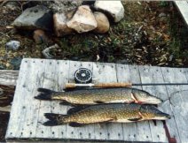 Štiky z lipaního jezera na západ od Jokkmokku