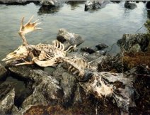 Los zabitý a sežraný medvědem, západ od Jokkmokku