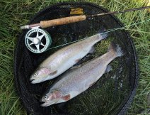 Nakonec jsem domů s prázdnou nejel. Ze soukromých revírů si rád a bez výčitek pěkné ryby ponechám. Jak by napsal strýček Bob: "The summer fish at this type of fishery are of good quality and ideal for the smoker"! :-))