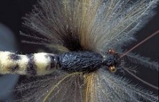 Vážeme z CDC - Článek