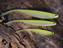 Shadteez Pintail je výbornou nástrahou na trailer u bladebitu i spinnerbaitu i dropshot