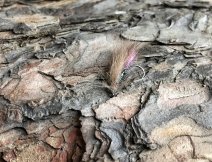 Suchý CDC chrostík s růžovým tipem