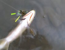 Poznávací znak pstruha Cutthroata