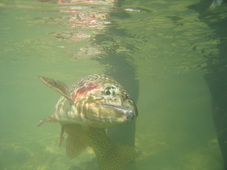 Foto: Franta Hanák - Duhák z Traunu