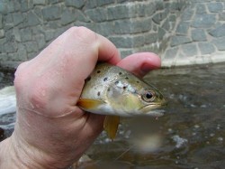 Potočák od Hýskova