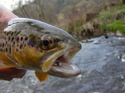 Potočák z Rakovnického potoka