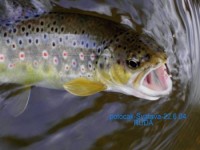 Potočák ze Svatavy 1