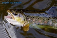 Potočák ze Svatavy 2