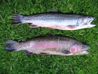 Siven a duhák ze Svatavy