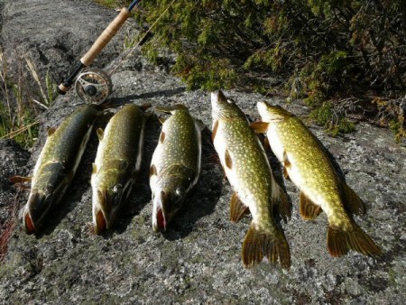 štiky z jednoho fleku