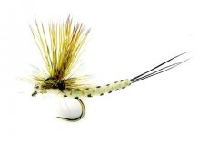 Mohican Mayfly