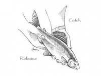 Jak důležité je "chyť a pusť"?