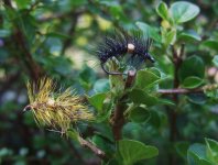 U svěráčku - The BeadHeart Cactus Článek