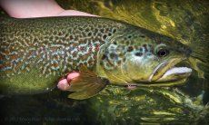 Lov mramorovch pstruh na streamer - lnek