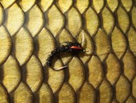 U svrku - AR Carp Tuty