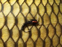 U svrku - AR Carp Tuty