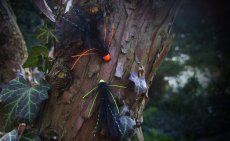 U svěráčku - Conehead Octopus Článek