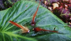 U svěráčku - Cheeky Devil Matuka Článek