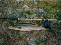 Losos statistika ze severnho vdska