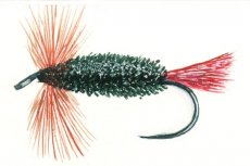 První muška - Rudořitka