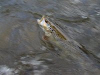 Pstruhové zahájení 2005