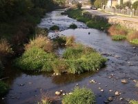 Barbus barbus z Litavky 1 MP