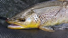 eka Vh u Ruomberoku, Slovensko - lnek