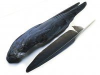 Peří z vrány a vázání mušek