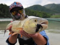 Nejlep STREAMERY pro lov tlou