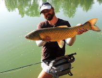 Krsn zlat amur uloven na umlou muku za horkho letnho dne!