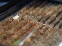 Lipan na dietě - polské úsporné mušky