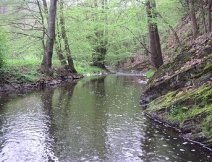 Kocba nad tchovicemi