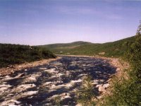 Lososí statistika 2006
