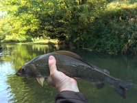 Zvislk na malch tocch