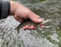 Mal tlou na tunou MOP muku