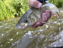 Na MOP muky ulovte i mn tradin druhy ryb...