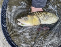 Velk tlou na MOP muku