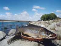 Nejvzdálenější pstruzi světa