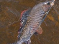 Příspěvek do diskuze k vysazování ryb na Moravici