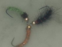 Muky v mrn zakalen vod