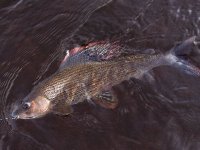 Hospodaření na pstruhových revírech Jihočeského územního svazu ČRS