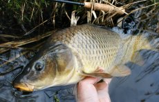 Mukaen na mimopstruhovch vodch - 1. Dl