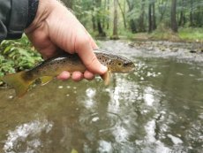 "Od vody" - Na Kačáku v Hostimi