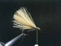 Fratnikova puhovka - F muška