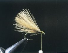 Fratnikova puhovka - F muška