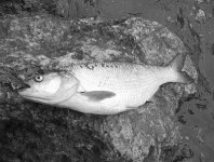 Tipy pro lov bolen na umlou muku