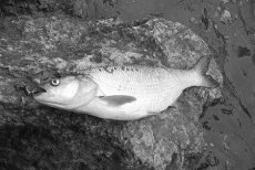 Tipy pro lov bolenů na umělou mušku