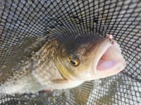 "Od vody" - S francouzem na mokro