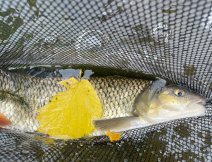 pěkný tloušť z Berounky 2