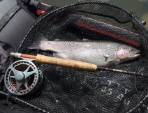 Pro pěkného duháka se stal osudným můj oblíbený vzor AR Fish Fry Sparkler Booby vedený na rychle potápivé šňůře